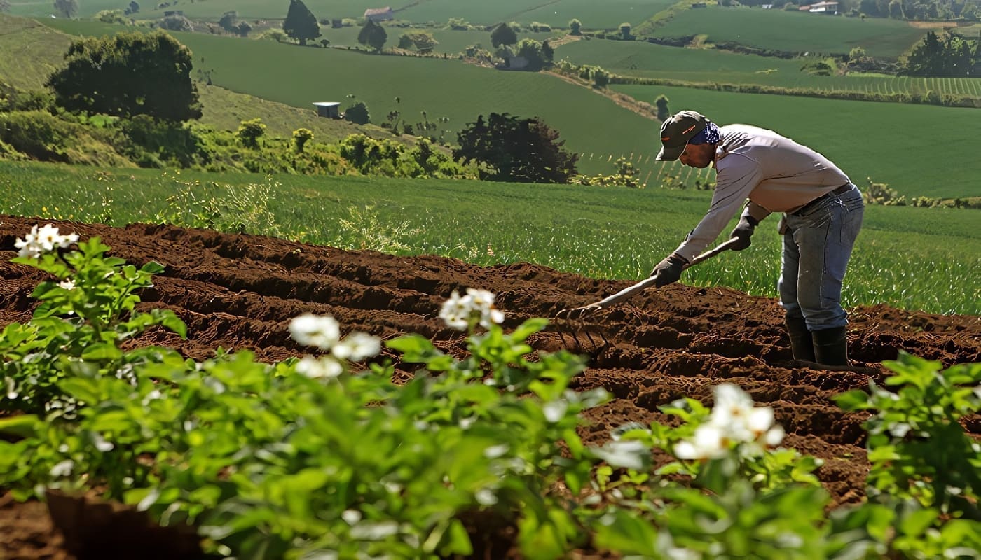 Sistema de Innovación Agropecuaria