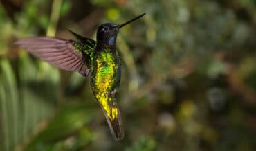 Fauna y Flora Endémica de Colombia