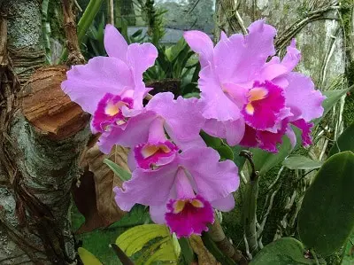 Flora Endémica de Colombia
