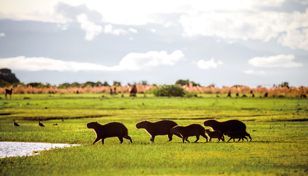 Llanos Colombianos