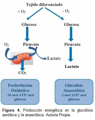 Producción energética en la glucólisis aeróbica y la anaeróbica
