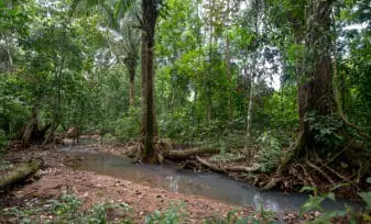 Bosque Tropical en Colombia