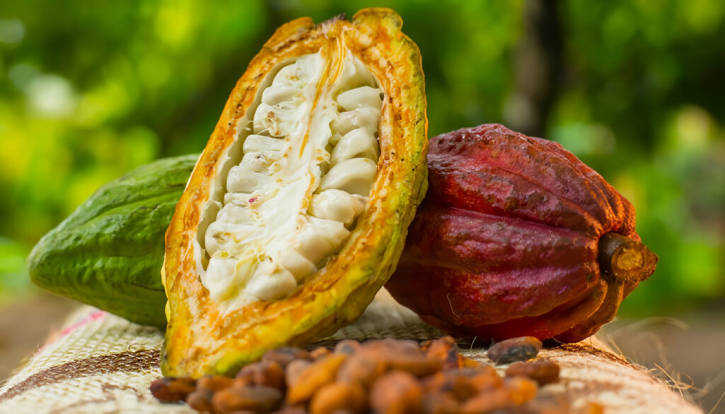 Cultivo de Cacao