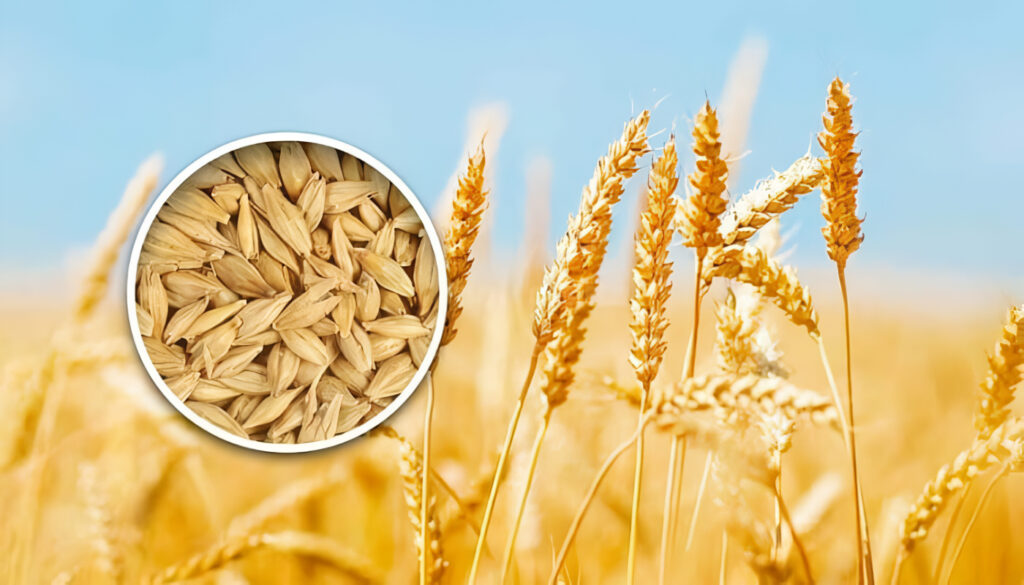 Cultivo de Cebada: Guía para la Siembra, Cuidado y Cosecha