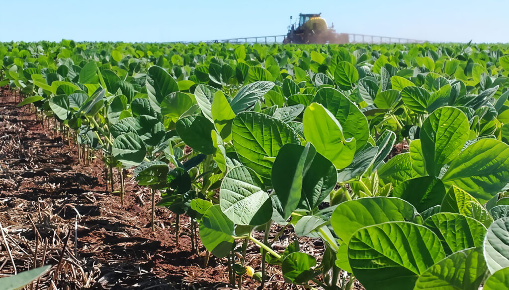 Cultivo de Soja