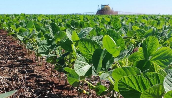 Cultivo de Soja