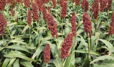 Cultivo de Sorgo