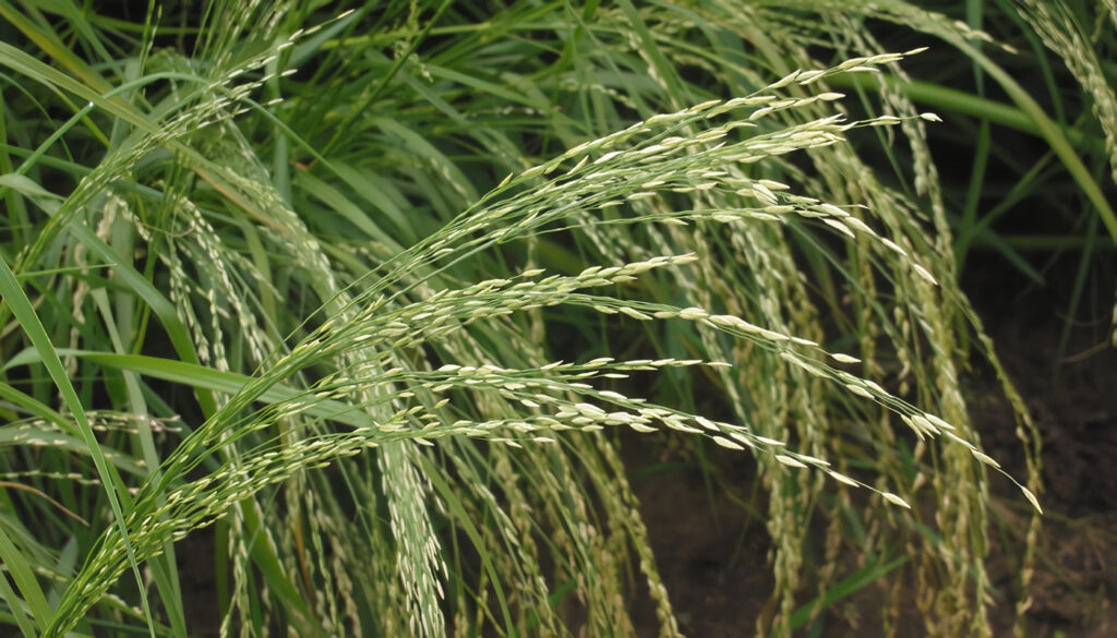 Cultivo de Teff