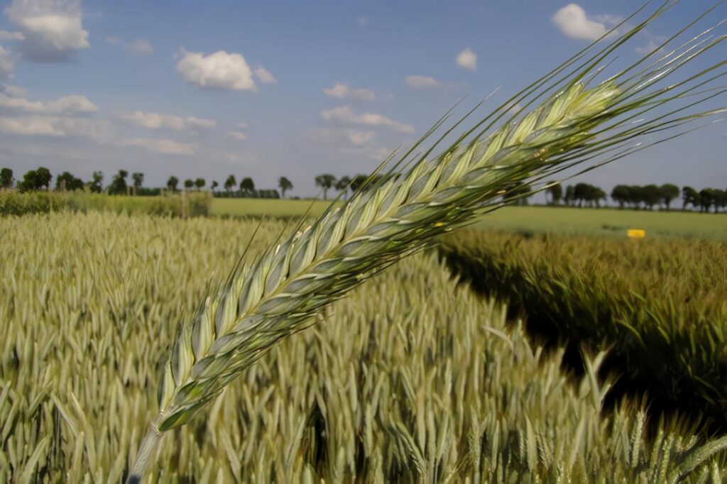Cultivo de Triticale