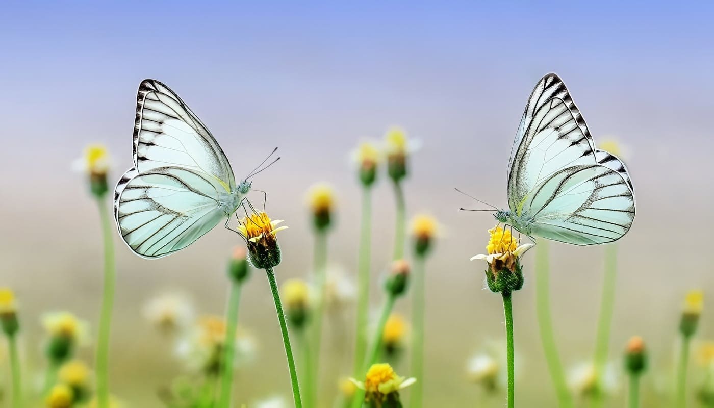 Reinos de la Naturaleza