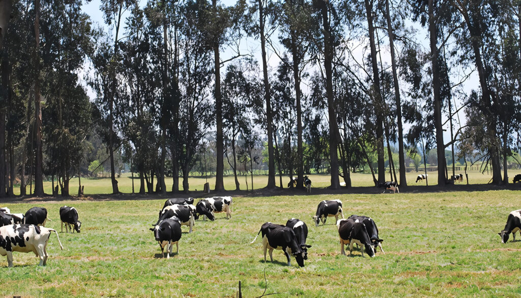 Sabanas en Colombia