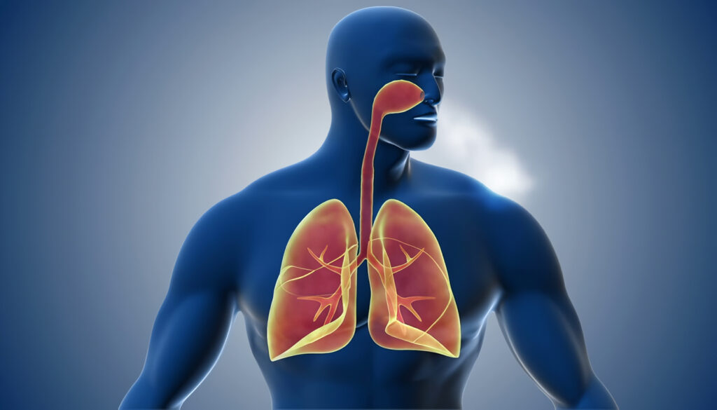 Sistema Respiratorio del Cuerpo Humano