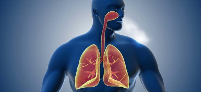 Sistema Respiratorio del Cuerpo Humano