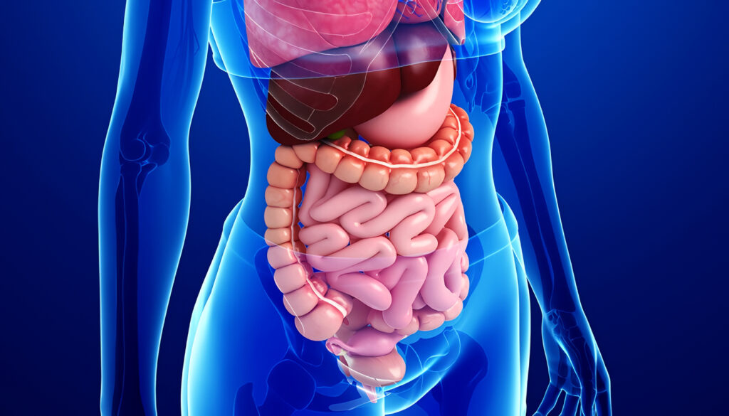 Aparato Digestivo del Cuerpo Humano