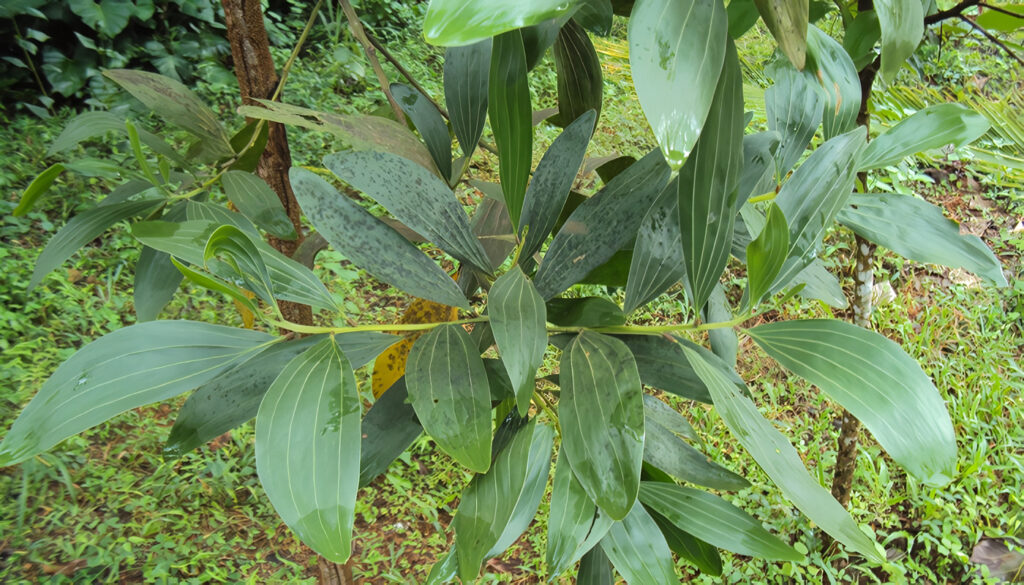 Cultivo de Acacia: Estrategias para un Crecimiento Exitoso