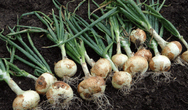 Cultivo de Cebolla