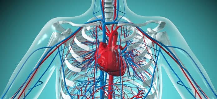 Sistema Circulatorio del Cuerpo Humano