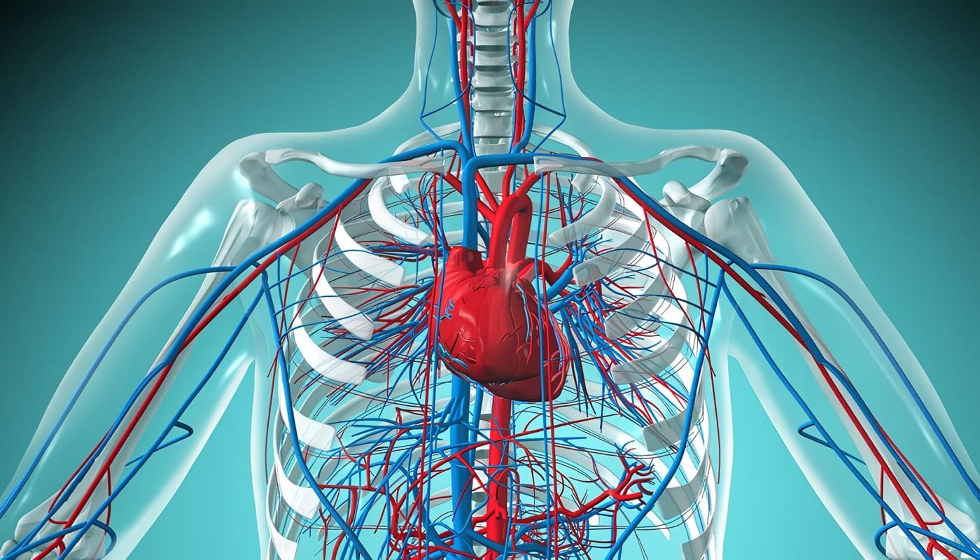 Sistema Circulatorio del Cuerpo Humano