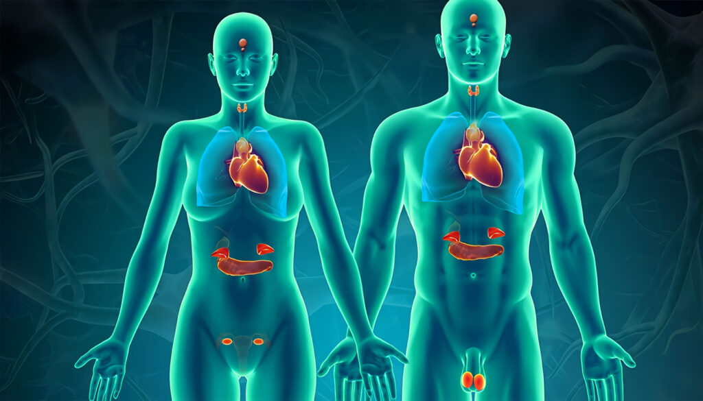 Sistema Endocrino del Cuerpo Humano