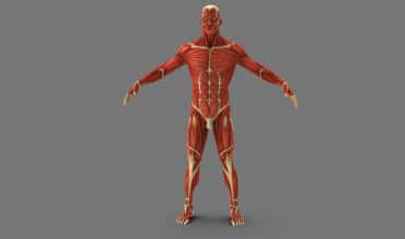Sistema Muscular del Cuerpo Humano