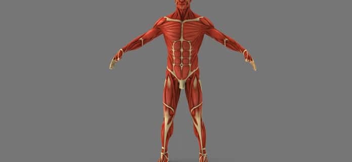 Sistema Muscular del Cuerpo Humano