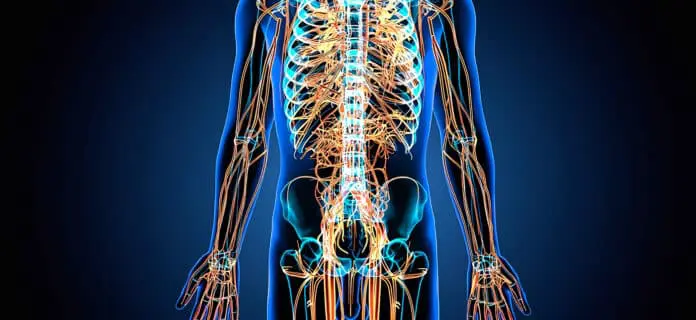 Sistema Nervioso del Cuerpo Humano