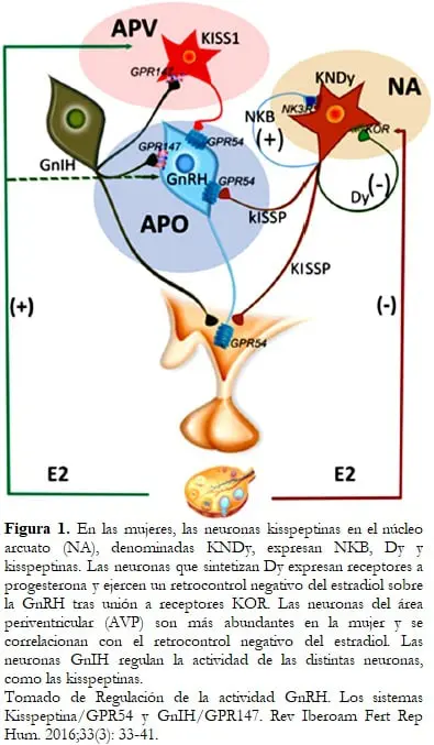 En las mujeres, las neuronas kisspeptinas en el núcleo arcuato (NA)