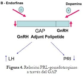 Relación PRL-gonadotropinas a través del GAP