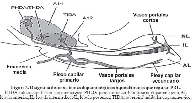 Diagrama de los sistemas dopaminérgicos hipotalámicos que regulan PRL