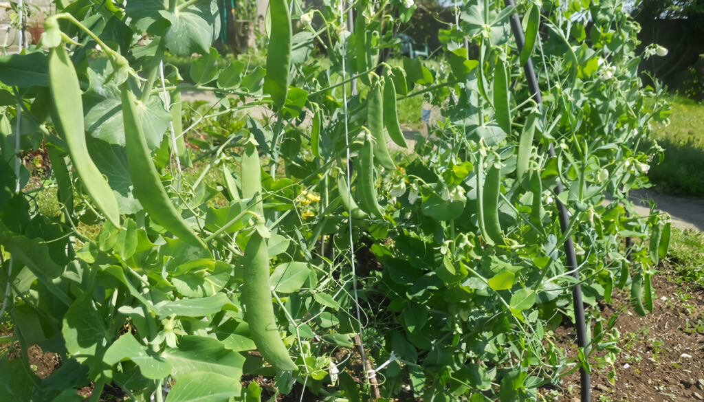 Cultivo de Ejote: Habichuelas o Judías Verdes