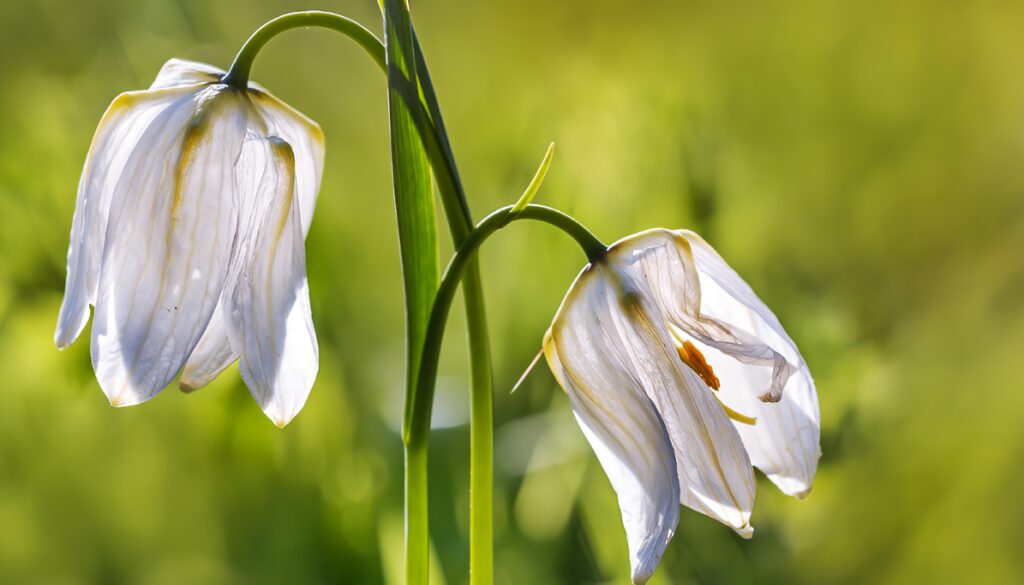 Flor: Partes, Tipos e Importancia