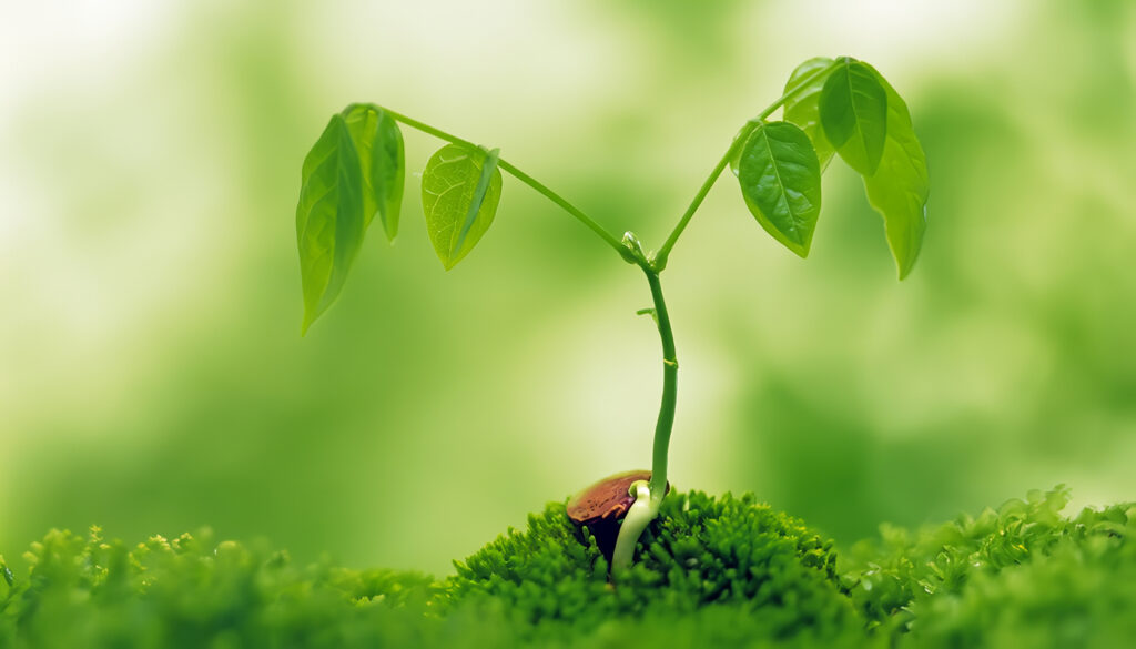 Tipos de Plantas Biología