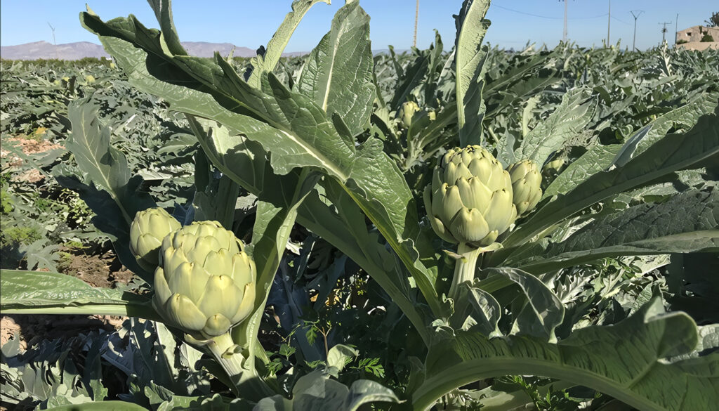 Cultivo de Alcachofa: desde la siembra hasta la cosecha