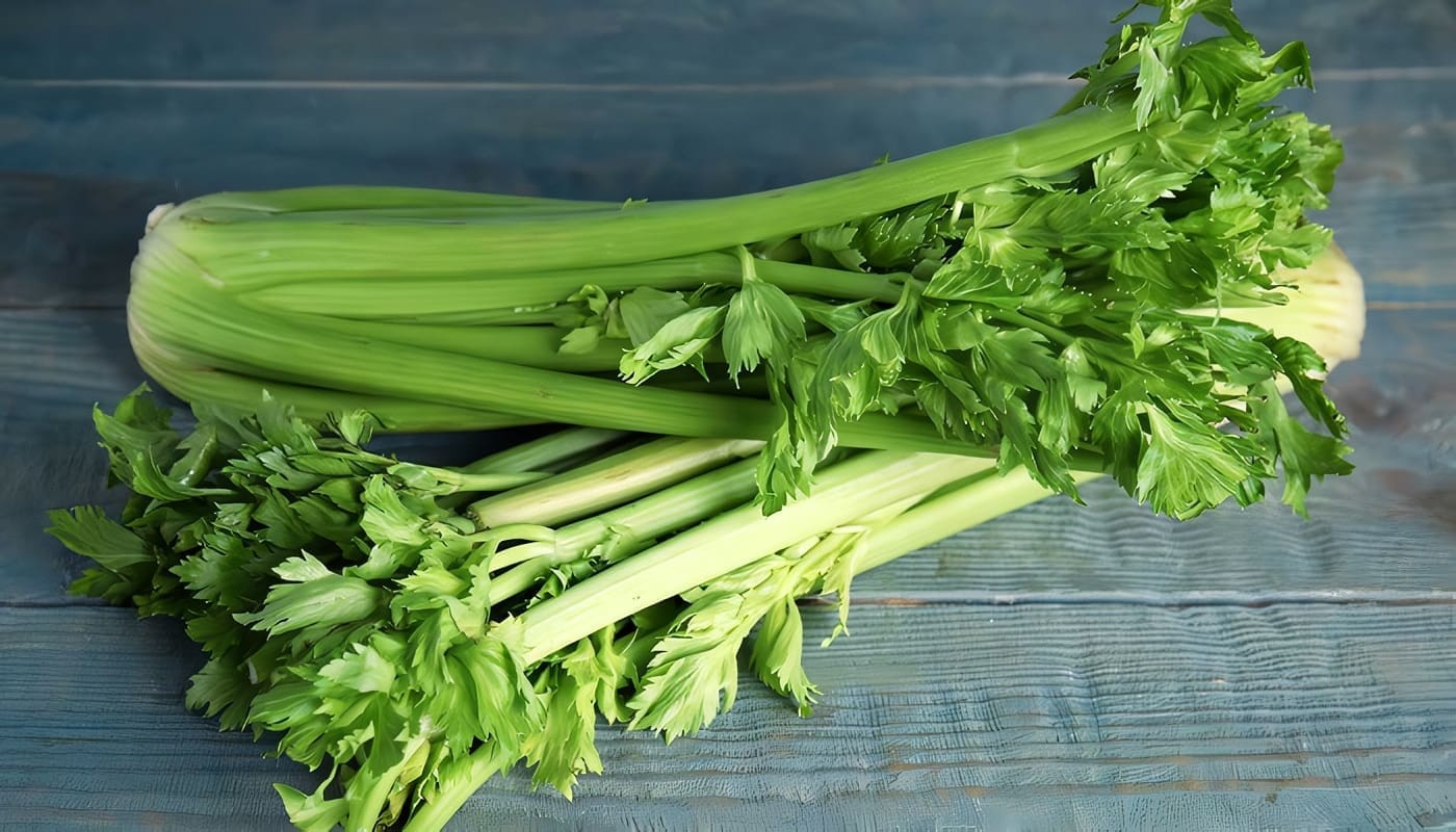 Cultivo De Apio Temas De Agronom a