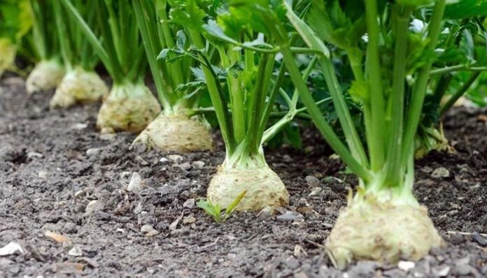 Cultivo de Nabo