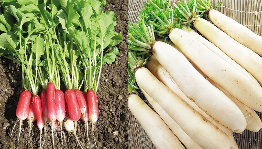 Cultivo de Rábano: guía para la siembra y cosecha