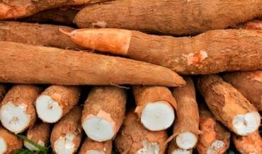 Cultivo de Yuca