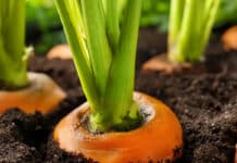 Cultivo de Zanahoria