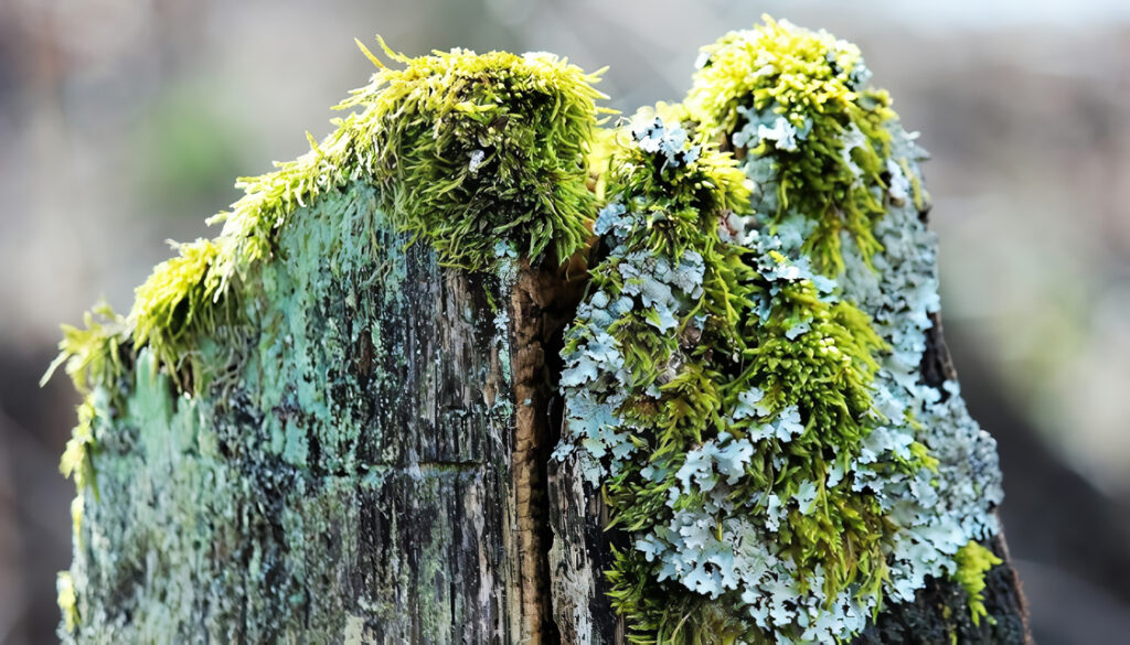 Plantas Briófitas