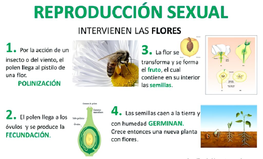 Reproducción Sexual de las Plantas