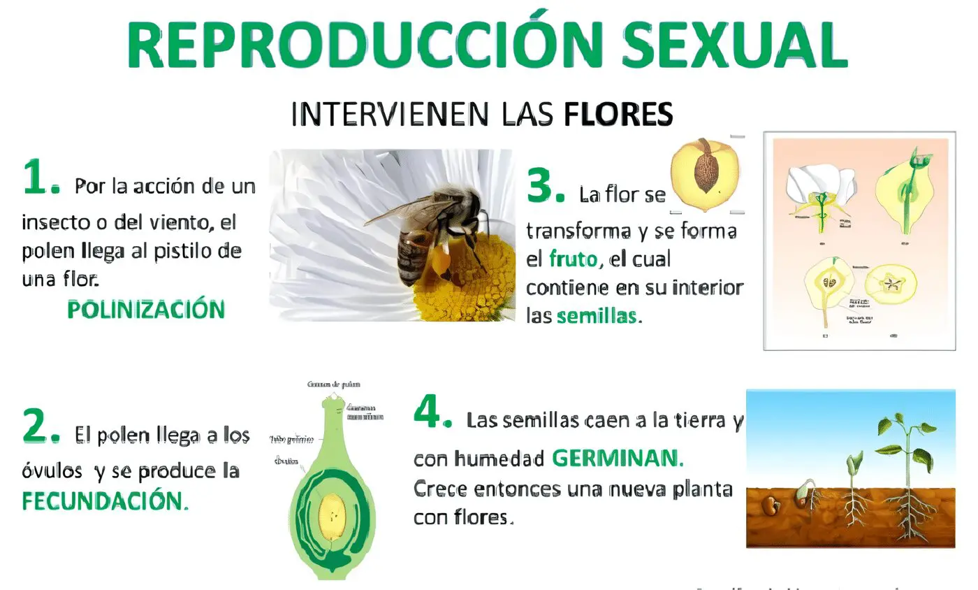 Reproducción Sexual De Las Plantas Temas De Agronomía 4158