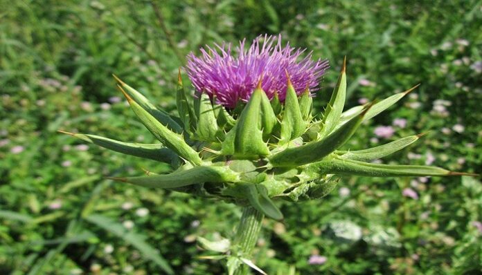 Cultivo de Cardo