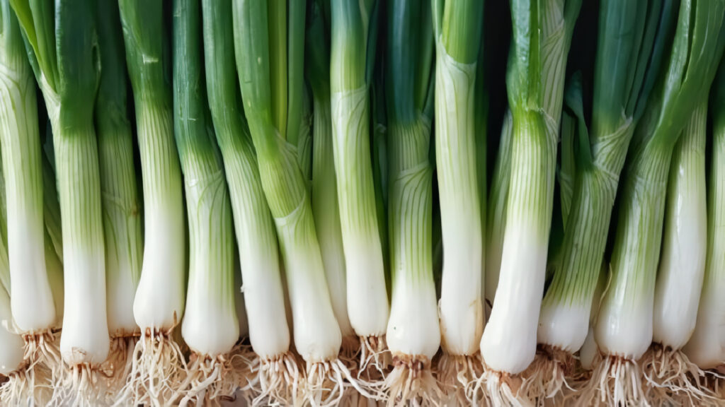 Cultivo de Puerro: guía para proceso agrícola