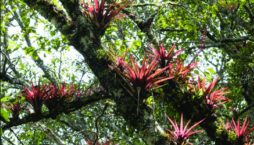 Qué son las Plantas Epífitas