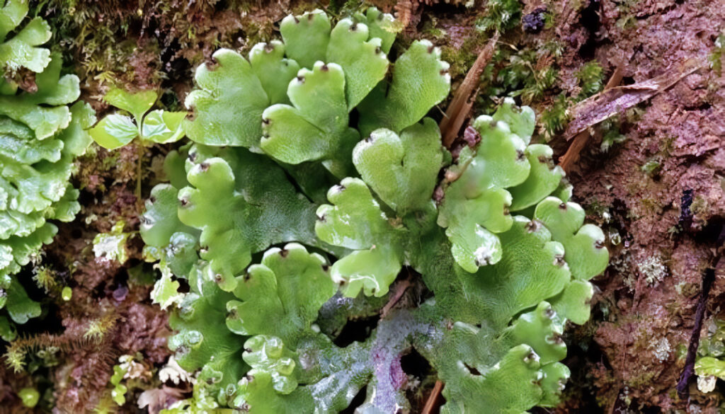 Qué son las Plantas Hepáticas