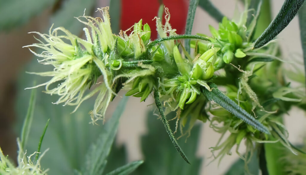 Qué son las Plantas Hermafroditas