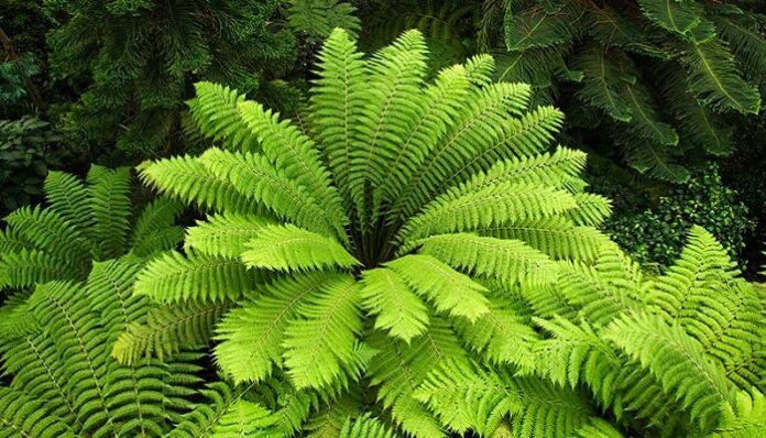 Plantas Pteridofitas