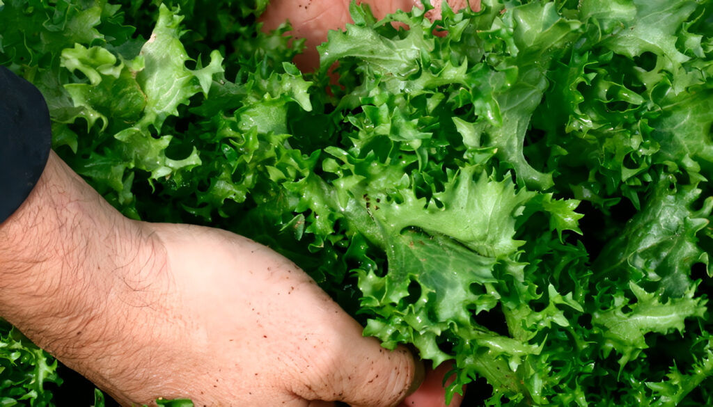 Cultivo de Escarola