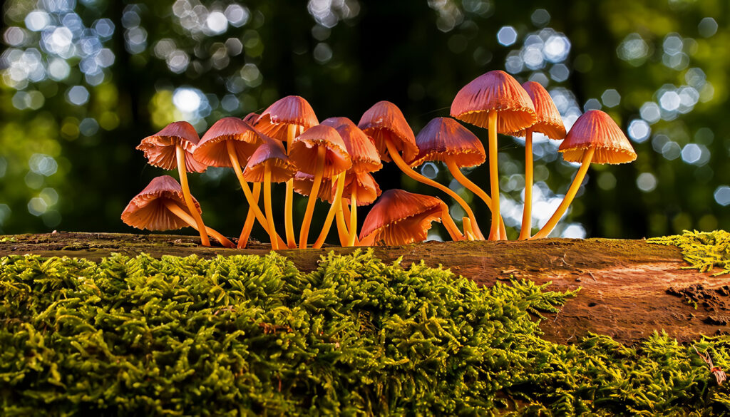 Reino Fungi