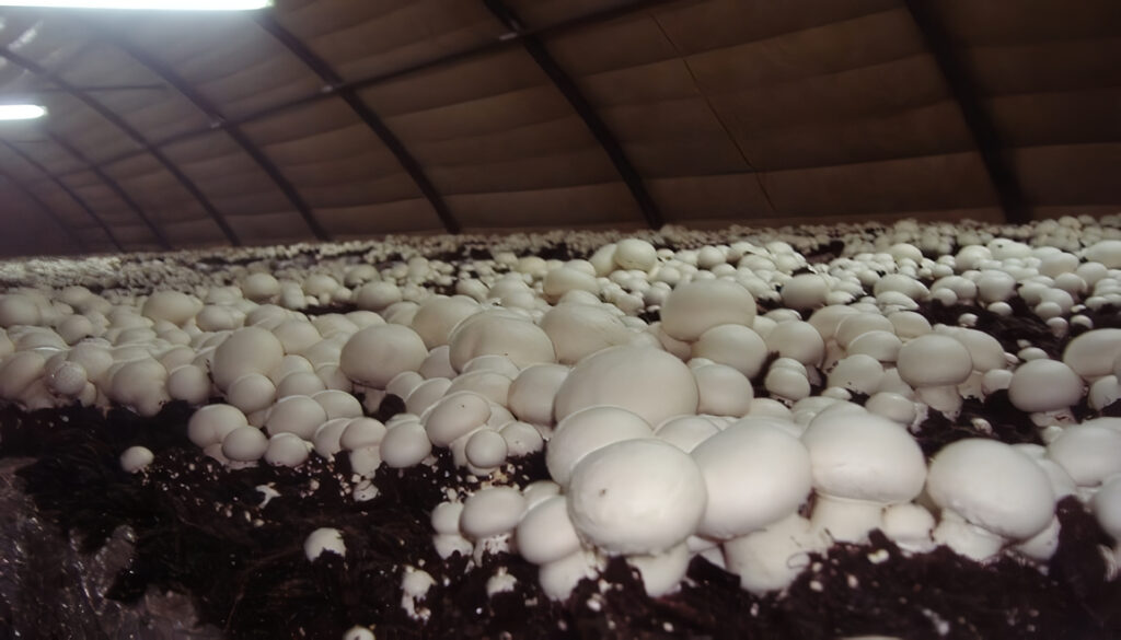 Cultivo de Champiñón: cómo cultivar setas